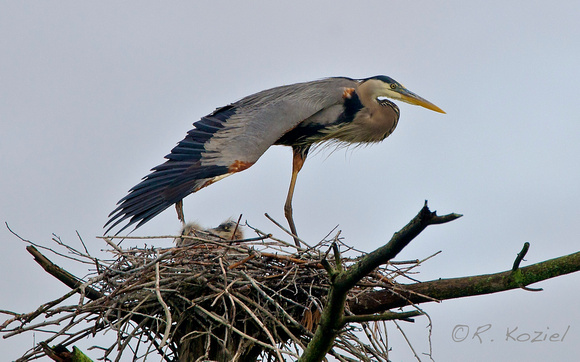 Great Blue Heron on Nest