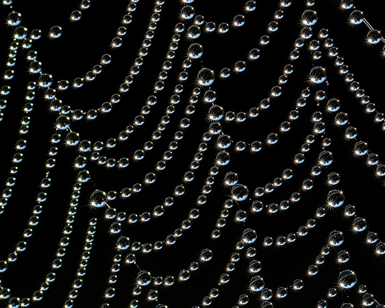 Dewy Spider Web