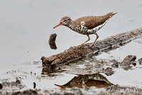 Spotted Sandpiper