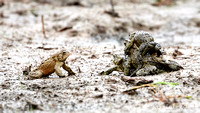 Toad Wrestling