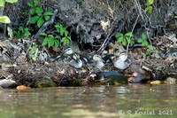 Mallard Chicks