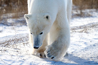 Polar Bears NZ9_2236 R Koziel