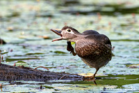 Wood Duck Itch