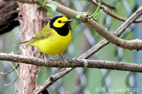 Hooded Warbler