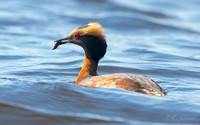 Horned Grebe 1