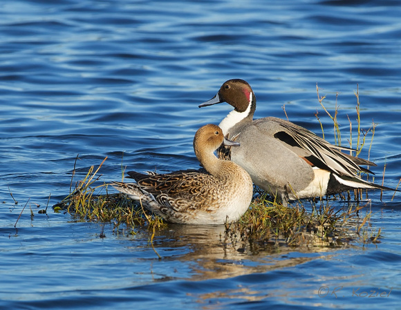 Pintail Pair