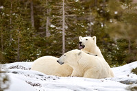 Polar Bears NZ9_2058 R Koziel