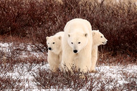 Polar Bears NZ9_2983 R Koziel