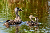 Mallard & Chicks