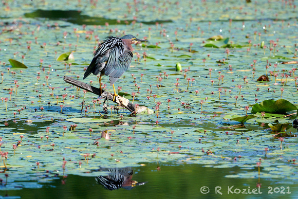 Green Heron