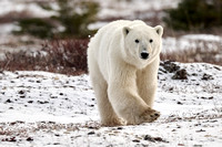 Polar Bears NZ9_2853 R Koziel