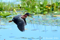 Green Heron