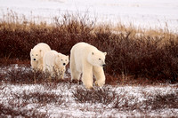 Polar Bears NZ9_2959 R Koziel