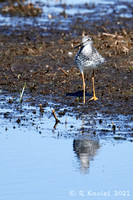 Yellowlegs