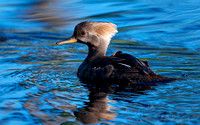 Hooded Merganser